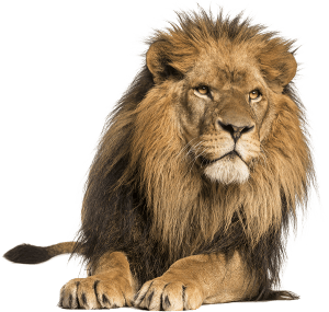 Image of a lion